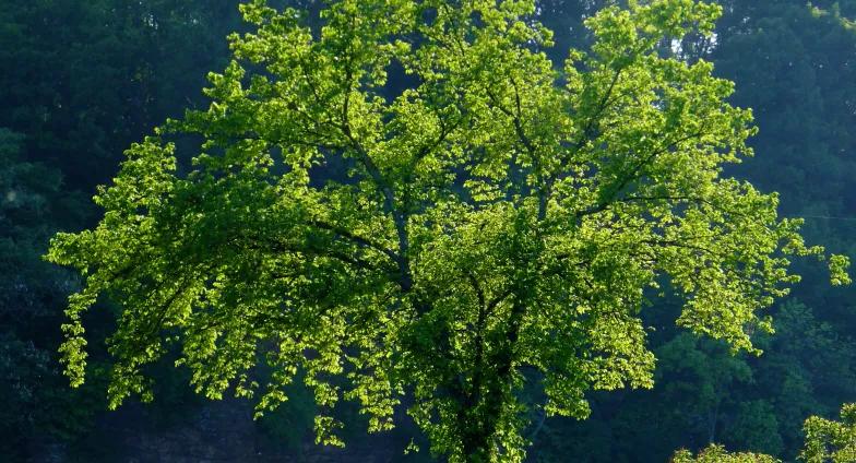 American elm tree