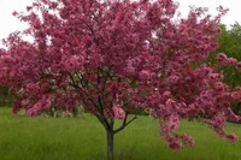 Adams Crabapple Tree