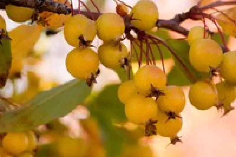 Harvest Gold Crabapple Tree