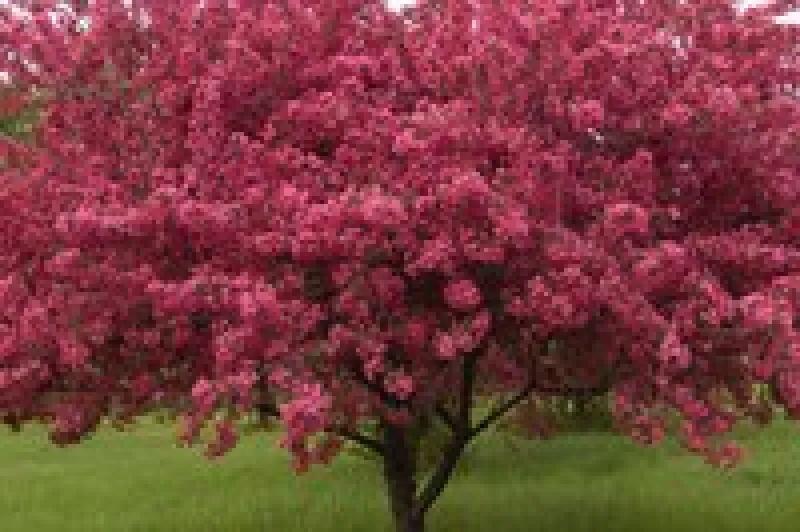 PrairiFire Crabapple Tree