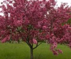 Adams Crabapple Tree