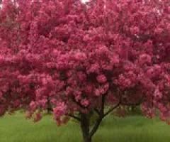 PrairiFire Crabapple Tree