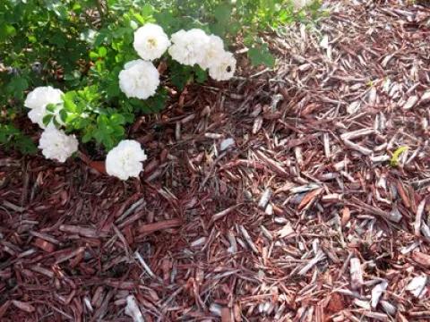 Mulched flower bed